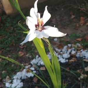 Meet your Posher, Peggy